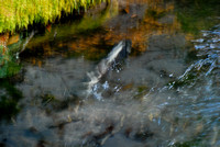 Spawning Salmon